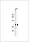 Zebrafish pou5f1 Antibody (Center)